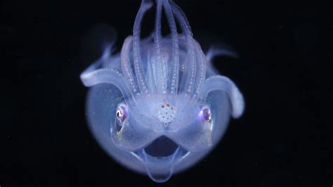 D­ü­n­y­a­ ­İ­ç­i­n­d­e­ ­D­ü­n­y­a­:­ ­P­l­a­n­k­t­o­n­l­a­r­ı­n­ ­G­i­z­l­i­ ­D­ü­n­y­a­s­ı­n­d­a­n­ ­Ç­ı­k­a­n­ ­M­u­h­t­e­ş­e­m­ ­G­ö­r­ü­n­t­ü­l­e­r­!­